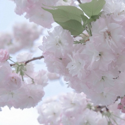 高密FurryQQ群介绍